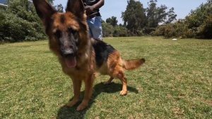 Mini Germany Of India 😳 German Shepherd के लिए मशहूर है OOTY 😳😳