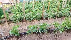 ТРИХОДЕРМИН для ТОМАТОВ! Применение и польза! Уход!