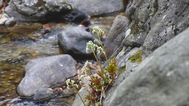 Журчание ручья и пение лесных птиц. смотреть онлайн