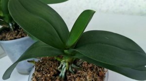 ЛУЧШИЙ СУБСТРАТ для ОРХИДЕЙ! Во что пересадить фаленопсис?!