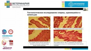 Krokhin N.L. Influence of destructive changes in the oviduct of meat laying hens parent flock to...