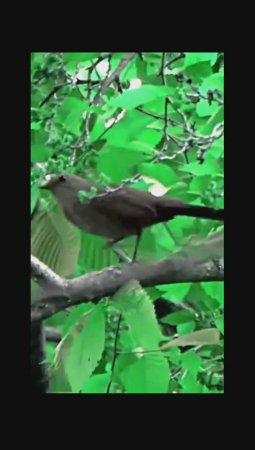 Лесной Водопад. Звуки Природы и пение птиц для отдыха
