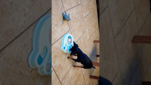 Пражский крысарик и головоломка. Знакомство. смотреть онлайн