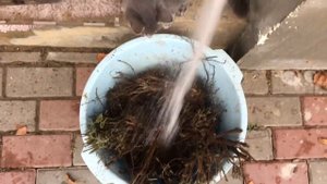 ОСЕННЯЯ ПОСАДКА ЛАВАНДЫ