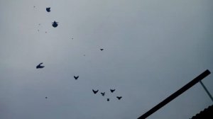 Николаевские голуби Воронежской области г Лиски