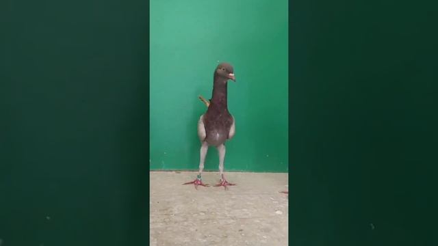 Голуби это КУРИЦА или ПТИЦА? #Shorts смотреть онлайн