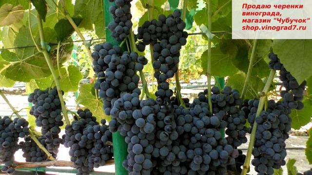 Виноград кишмиш Венус- уникальное творение на земле со вкусом черной смородины, устойчив, не болеет смотреть онлайн