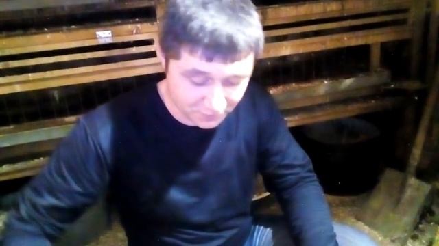 Витамины чтоб куры и перепела хорошо неслись а попугаи не болели.