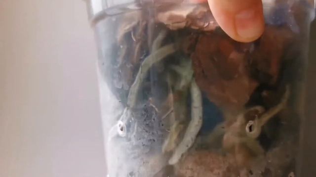 Phal. Emperor Jewel peloric (бабочка Жемчужина Императора, пелорик мутант орхидея фаленопсис)