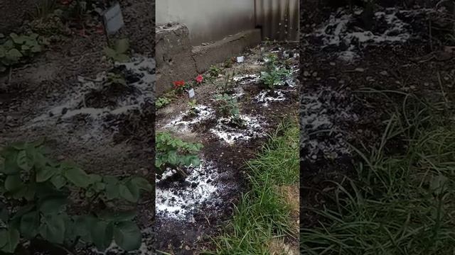 Удобрение роз яичной скорлупой. Как использовать яичную скорлупу в саду.