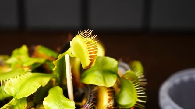 ЧТО ЕСЛИ ДАТЬ ЦВЕТКУ МУХОЛОВКЕ ТАРАКАНА, ПАЛОЧНИКА И БОЛЬШУЮ КУКОЛКУ смотреть онлайн