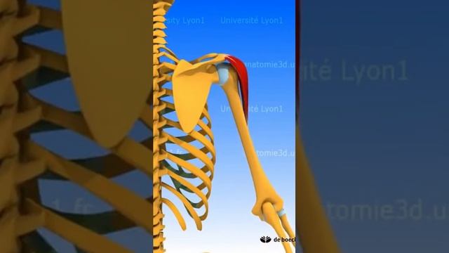 LES MUSCLES LATÉRAUX DU MEMBRE SUPÉRIEUR #muscle #anatomie #corpshumain