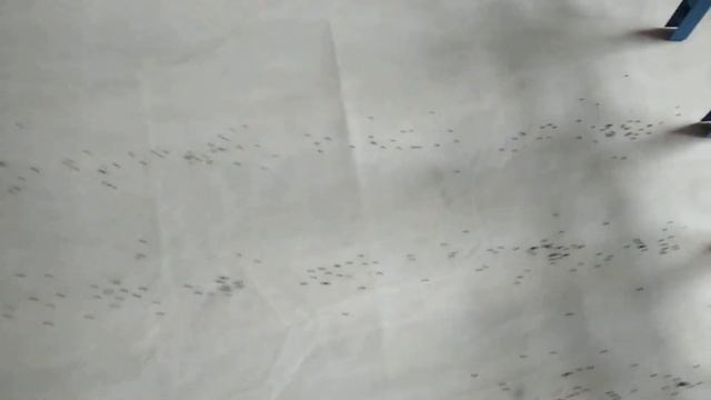 Испытание сеялки на сев лука чернушки