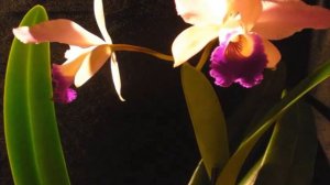 Orchid Time Lapse, Cattleya 'Eleanor Roosevelt'