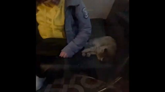 ВЫБОРГ / Старый город / Таверна смотреть онлайн