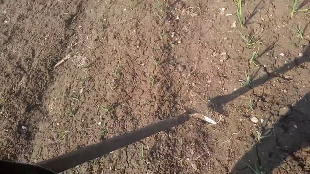 Ранневесеняя обработка озимого чеснока. смотреть онлайн