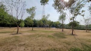 QRP 49:1 balun, EFHW Ant.