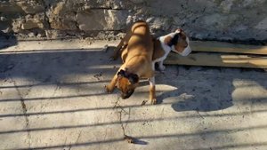 stopped their ears to dogs купировали уши, бойцовым собакам амстафф надо ли резать уши собакам???