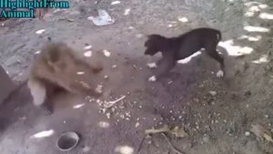 Драка обезьяны и собаки Кто сильнее