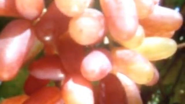 Юлиан Виноград Описание Сорта Фото Отзывы Видео