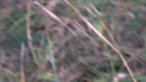 Приспособа для съема фрукты (съёмник)