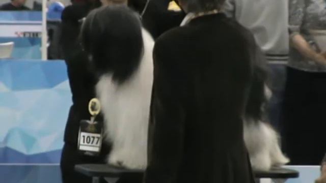 ТИБЕТСКИЙ ТЕРЬЕР 23.12.2017г. "Золотой ошейник-2017" 4 смотреть онлайн