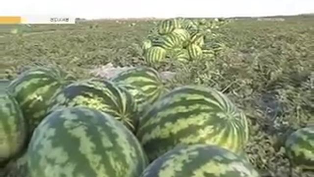 200 тысяч тонн арбузов хотят собрать бахчеводы в этом году в Астраханской области 16+ смотреть онлайн