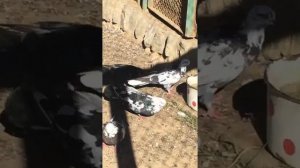 Содержание диких фазанов и голубей в вальерах