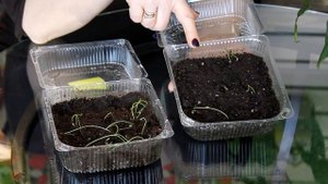 Посадка лука севка в перекись водорода ➡ Результат эксперимента