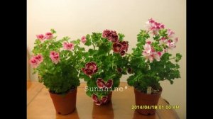 Pelargonium Swedish Angel 1 (2013~2014)
