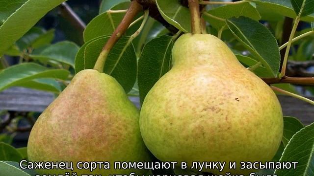 Груша Велеса