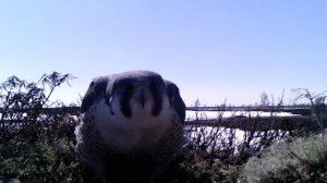 Гнездование. Сокол-сапсан (Falco peregrines). Природный парк "Нумто" 2017 год. Автор: Тарлин Т.Т.