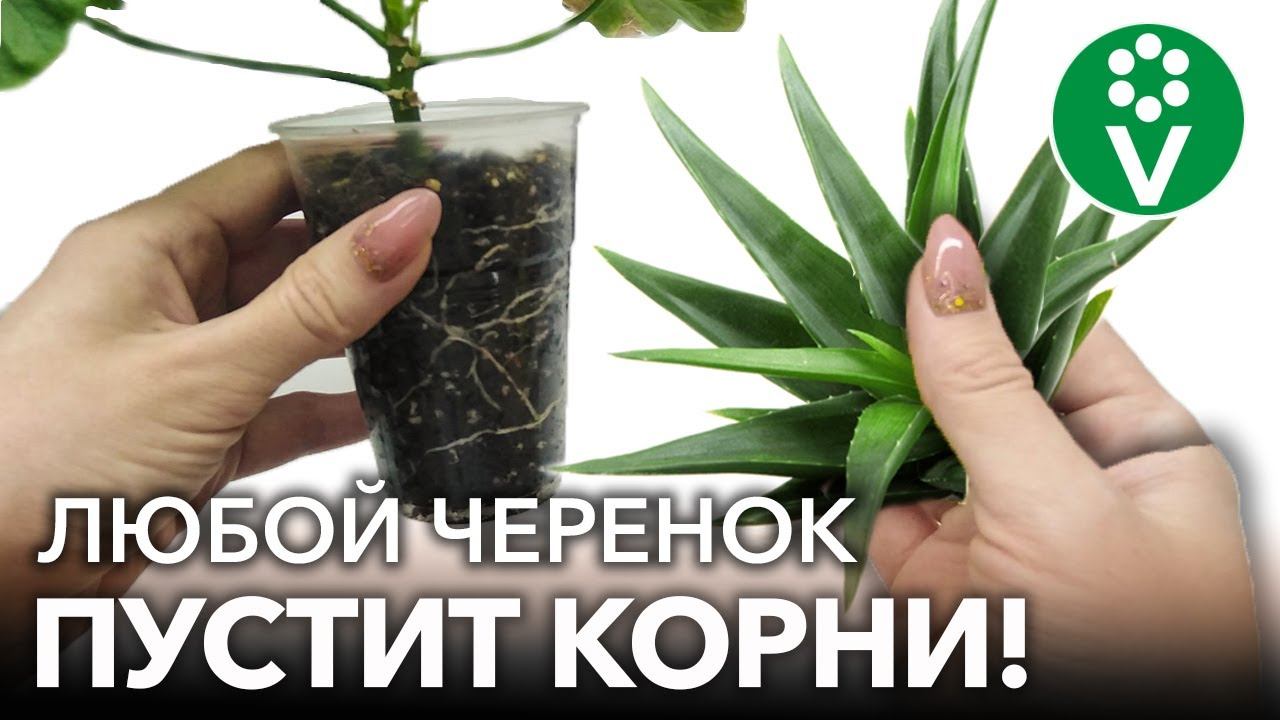САМЫЕ МОЩНЫЕ ПРИРОДНЫЕ СТИМУЛЯТОРЫ КОРНЕОБРАЗОВАНИЯ! Любые черенки мигом пускают корни!