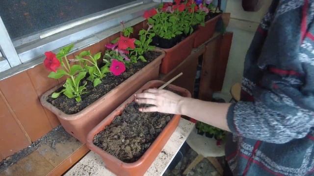 СПАСАЮ ЦВЕТЫ ОТ САМОЙ СЕБЯ. ЦВЕТЫ В ГОРШКАХ. БАЛКОННЫЕ ЦВЕТЫ.