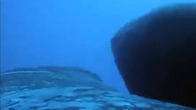 Горбатые Киты/bbc