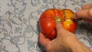 Томат Маэстро F2. Тест спелых плодов.
