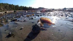 Пенсионеры на отдыхе. Белое море.