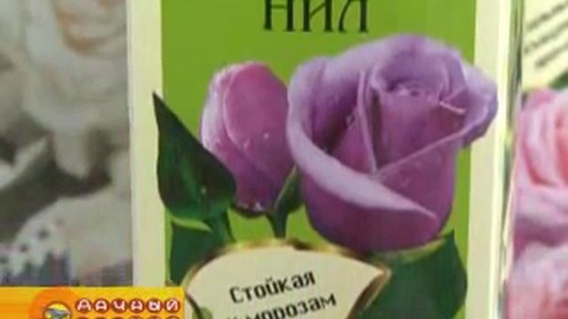 Розы Сибирской селекции смотреть онлайн