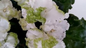 АВ-КУПИДОН. БЕЛАЯ ФИАЛКА. ОСОБЕННОСТИ СОРТА.