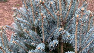 Picea pungens 'Scottie' Dwarf Blue Spruce 10-29-2020