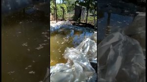 прудик с карасями на дачном участке