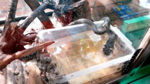 Содержание ужей в неволе (эпизод первый)