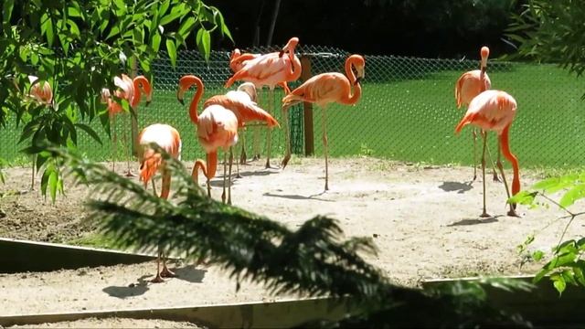 Краснокнижные животные Новосибирского зоопарка. Красный фламинго