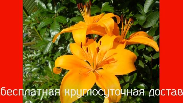 Весна красна цветами