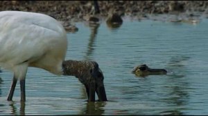 Логово ягуара (ч.2)