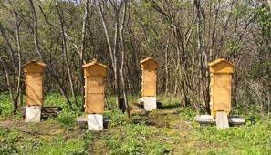 Осенний, предзимний облёт пчёл. Последний сбор нектара и пыльцы в сезоне (2022 г., Кривой Рог)