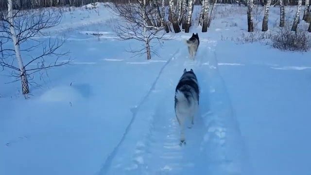 Первый день Нового года ...First day of the New year.. смотреть онлайн