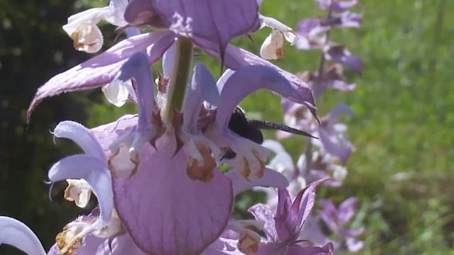 Чёрный шмель. Big carpenter bee (Xylocopa violacea) HD смотреть онлайн