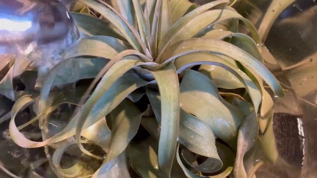 Tillandsia xerographica, how to care for this amazing bromeliad air plant. смотреть онлайн