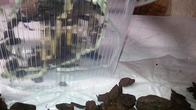 фаленопсис LIU'S SAKURA "KF" корневая система за 3 года смотреть онлайн